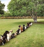 Top-10-Very-Patient-Dogs-Waiting-In-Lines-And-Queues-4.jpg