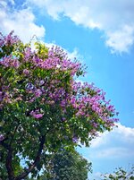 IMG_20250412_112432.jpg