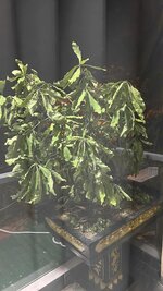 IMG_6899.jpeg