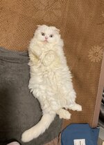 IMG_4333.jpeg