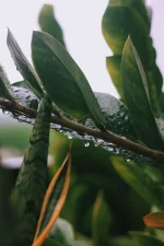 3A10C460-028A-4E2D-B688-B622DAEABFF0.webp