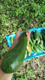 IMG_20260813_074222.webp