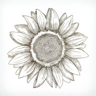 Sunflower96