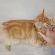 ke dang mau1