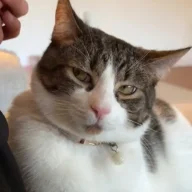 zinki