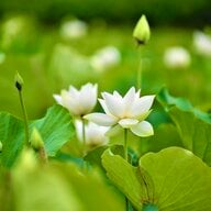 ftzlotus