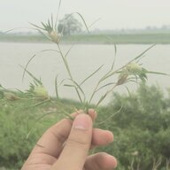 gaunhua94
