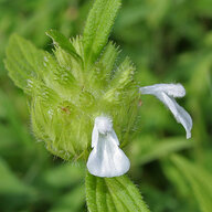 Lamiaceae