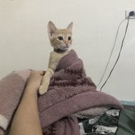 buocditronglangle