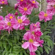 pc_vn