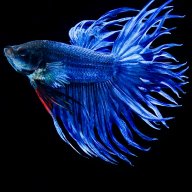 bluemelody