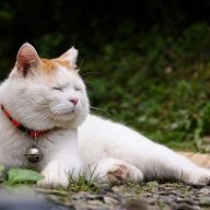 adrianmutu