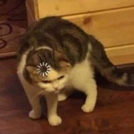 ThanMeowww