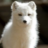 WhiteFox