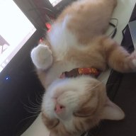 MeoAnhLongNgan
