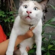 Copy Cat