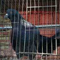 Ngoalong11