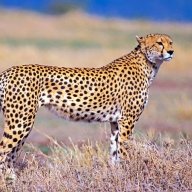 Cheetah.01