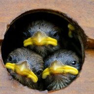 YoungBrids