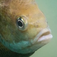 GreenFish