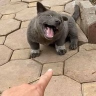 ối dồi ôi tha tôi