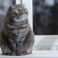 MjkeDaCat