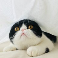 Ném thế ai chơi