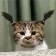 casloi