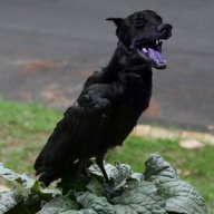 Crow Dog