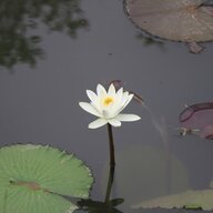paminhlog
