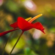 dịch vụ trang điểm