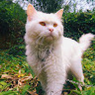 A lủi múa lửa