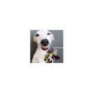 conchokeumeomeo