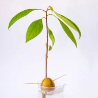 PerseaAmericana