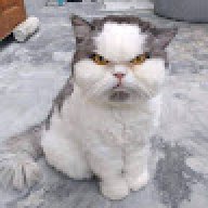 Chuột Jeery
