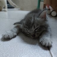 God of cat