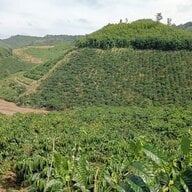 Tình Đơn Phương