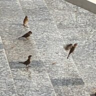 FlyinOlor