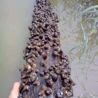 Con Trai Bố Quyết
