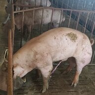 landrace