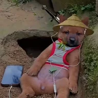 Gà Xốt Xá Xíu