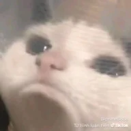Roixacoay