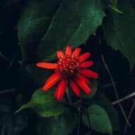 Mtea Tone