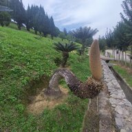 Hải Quân VT