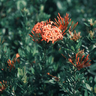 HạtNhânTiênSinh