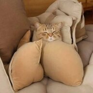 bnsfbnn