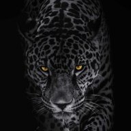 Fox_M