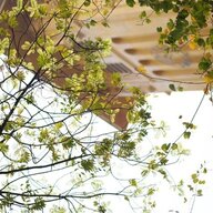 Holybreak