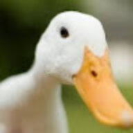 VietNamDuck