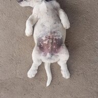 Vỡ nợ lần 1